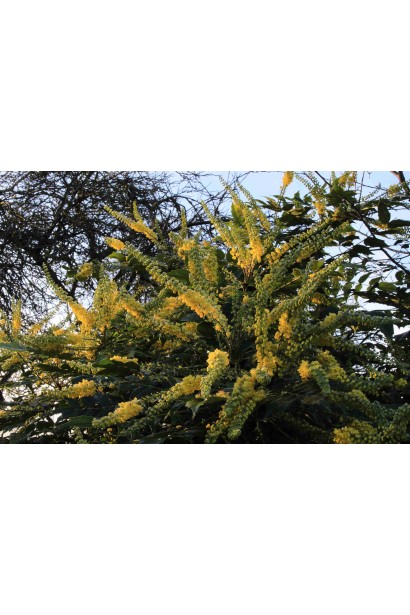 Густий, розлогий кущ магонії середньої Charity. 